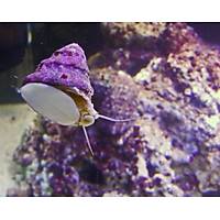 Turbo Snail