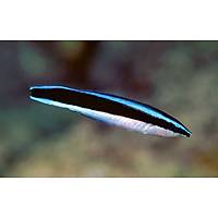Bluestreak Cleaner Wrasse (Labroides dimidiatus)