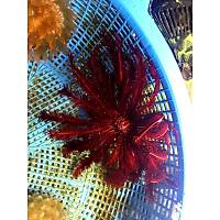 Red Feather Starfish
