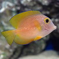 Yellow Eye Surgeonfish - M