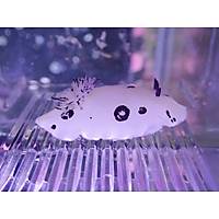 White Nudibranch (Deniz Tavşanı)