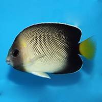Goldenscaled Angelfish