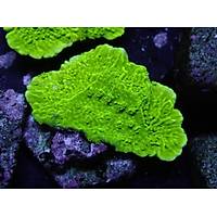 Metallic Green Montipora Coral2