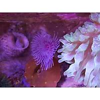 Tp Kurdu (Tube Worm)