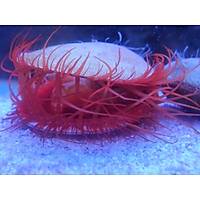 Electric Flame Scallop