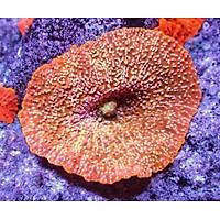 Electric Orange Mushroom (Rhodactis Indosinensis)