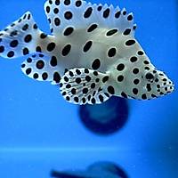 Panther Grouper