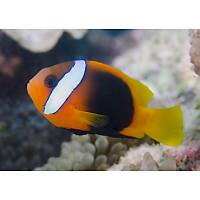 Black Anemonfish