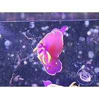 Purple Nudibranch1 (Deniz Tavan)