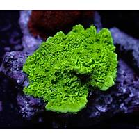 Metallic Green Montipora Coral1