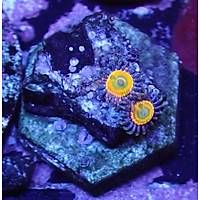Sunny D Zoanthids (Zoanthus sp)