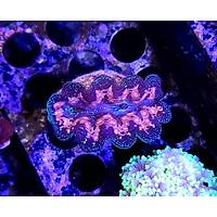 Maxima Clam2 (Tridacna maxima)
