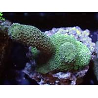 Metallic Green Montipora Digitata1
