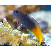 Red Tailed Blenny