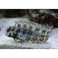 Lawnmower Blenny