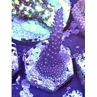 Blue Staghorn Acropora Coral (Acropora Cervicornis)