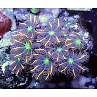 Metallic Glove Polyp Coral1