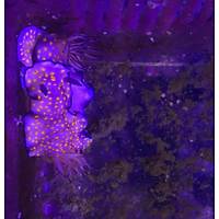 Nudibranch