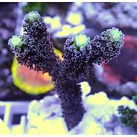 Milka Acropora Coral1