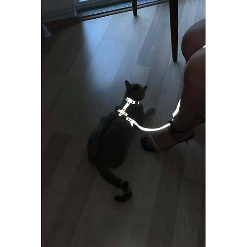 Karanlkta Yansyan Reflektrl Kedi Harness, zel Tasarm Kedi Harness - NPC007