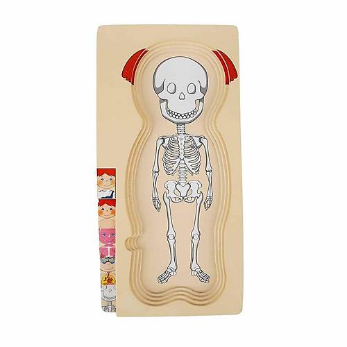 2917 SUN-Tahta Puzzle �nsan V�cudu