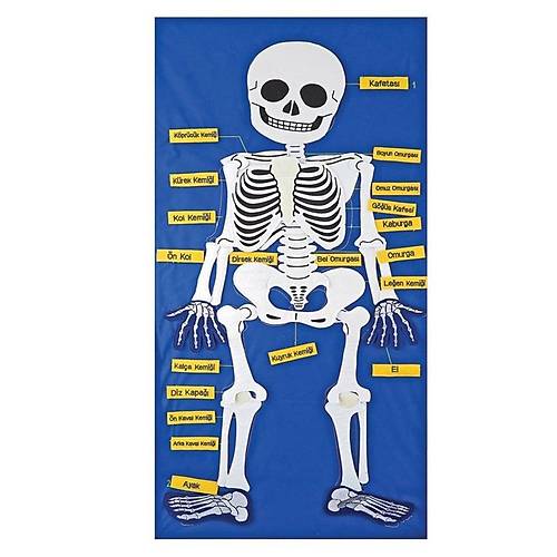 AND-9150 CIRTLI �SKELET PANO 5119