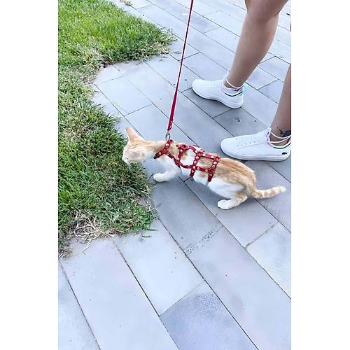 Full Body Kedi Harness, Kedi Gezdirme Tasmas, Kedi Sokak Tasmas - NPC011