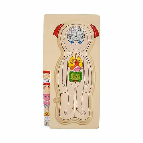 2917 SUN-Tahta Puzzle �nsan V�cudu