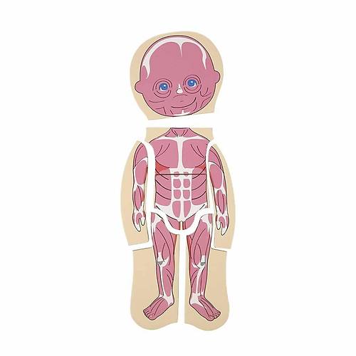 2917 SUN-Tahta Puzzle �nsan V�cudu