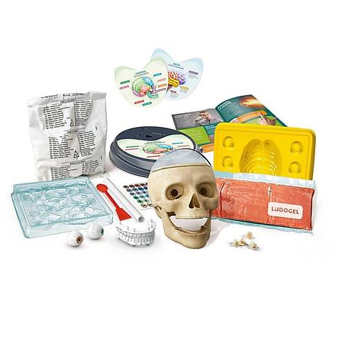 64322 Bilim ve Oyun - lgn Anatomi +7 ya