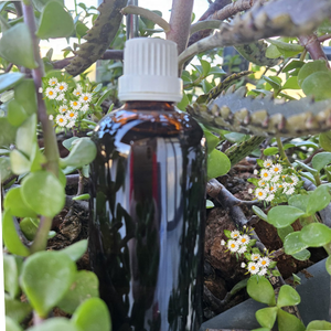 Papatya ya��, t�bbi papatya, (Matricaria chamomila), papatya, may�s papatyas� ya��