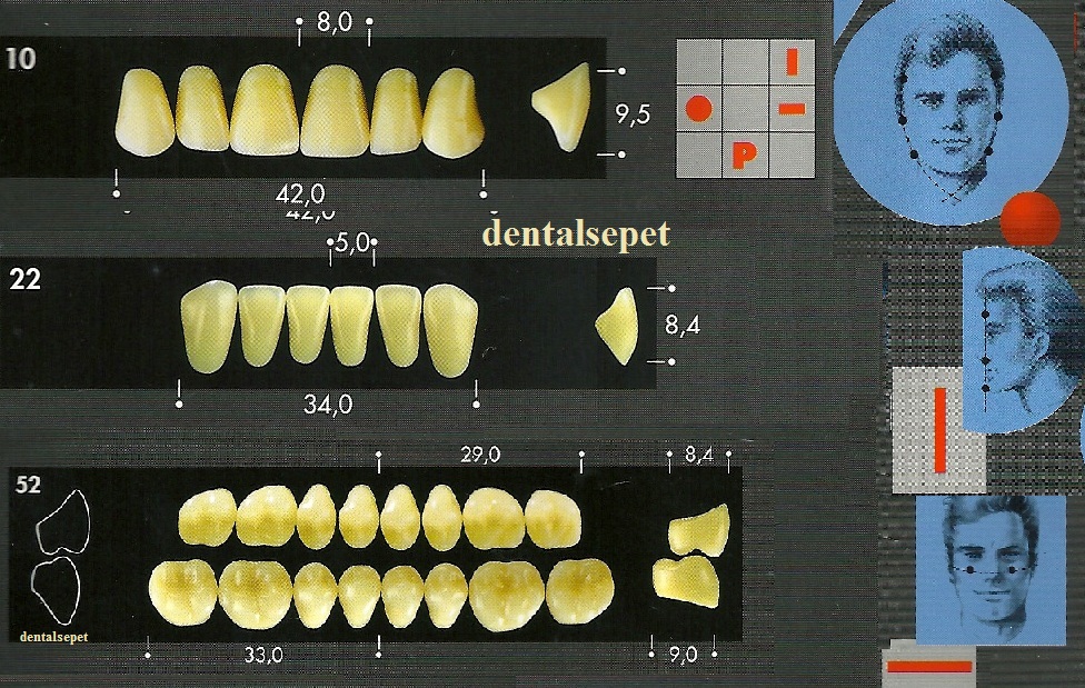 MAJOR Major Dent Akrilik Diş Form:10 (Renk Seçebilirsiniz )
