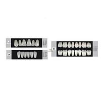 DENTURE Akrilik Di� 28 Lik Tak�m - F4-L9-M5  (Renk Se�iniz)