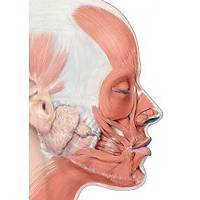 KİTAP - Baş , Boyun , Yüz - Resimli Klinik Anatomi Atlası