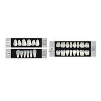 DENTURE Akrilik Di� 28 Lik Tak�m - E5-L10-M5  (Renk Se�iniz)