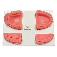 Sut�r Diki� Atma E�itim Modeli 2