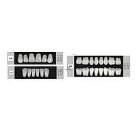 DENTURE Akrilik Di� 28 Lik Tak�m - E4-L9-M5  (Renk Se�iniz)