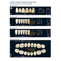 IVOCLAR Vivadent Ivostar & Gnathostar 28'lik Tak�m Di� - �st 31 Alt 13/14 Arka D80