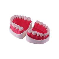 EDUDENT EndoPrep� Kronlu Alt ve �st �ene