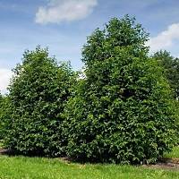 Defne Ağacı Fidanı, 50-60 Cm. Tüplü, Tüplü Fidanlar Her Zaman Dikilebilir.