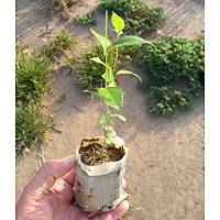 40 Adet Ligustrum japonicum (Japon Kurtbar), Kk Tp Torbalarda, Yaprak Dkmez