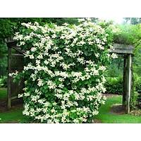 BEYAZ YASEMN E jasminum officinale
