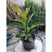 Manolya Aac 30-40 Cm. Saksda, 12 Ay Dikilebilir
