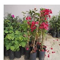 Begonvil Gelin Duva Sarc (gelin duva) bougainvillea