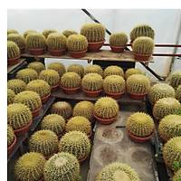 Altntop Kakts (25-30 CM. apnda) Echnocactus (Bektai Kavuu)