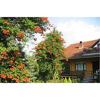 Acem Burusu Sarma campsis radicans Boyu 40-60 Cm. Tp Torbada
