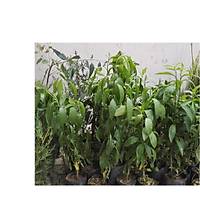 Melisa Kolonya iei (Kokulu Ada Mercan) cestrum nocturnum
