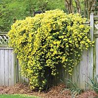 2 Adet Sarı Çiçekli Yasemin Fidanı 40-60 Cm. Boyunda
