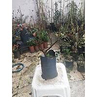 BODUR BEGONVL E bougainvillea buttiana