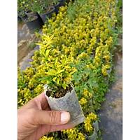 40 Adet Sar tr Taflan, (Altuni) Kk Tp Torbalarda, Ortalama 10 Cm.